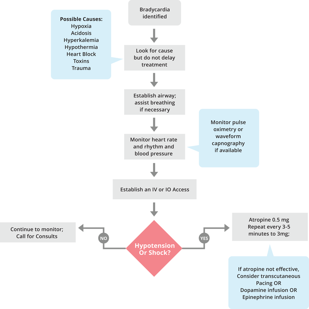 Adult Bradycardia Algorithm | ACLS Medical Training